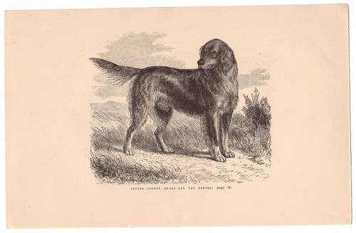Setter gordon black - black, and