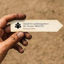 Dasylirion quadrangulatum (Dr