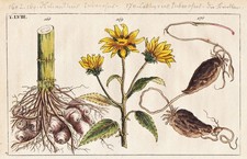 Topinambur Knollen-Platterbse Incisione Botanica Incisione In Rame Wilhelm 1800