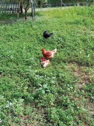 Uova biologiche galline - di,