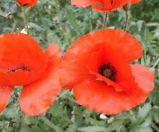 2000 Semi Papavero Comune