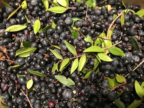 Bacche mirto sardo - di,
