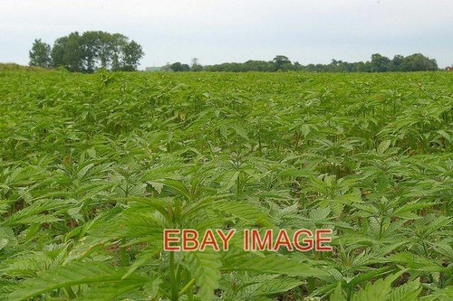 Photo highless hemp field - photo,