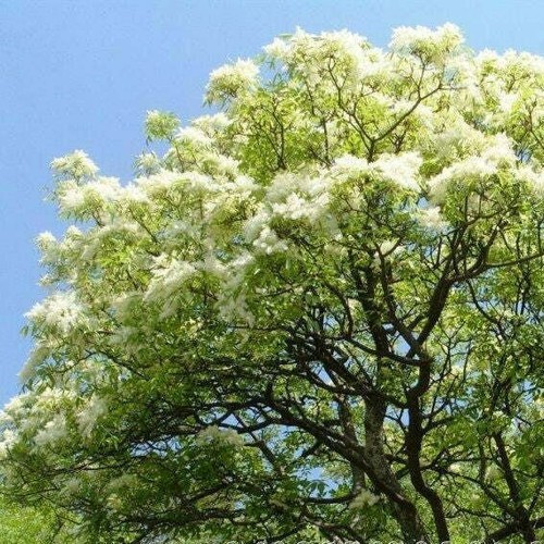 Fraxinus excelsior frassino - excelsior,