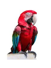 Pettorina NERA FIBBIE