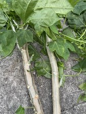 15 talee di spinaci albero