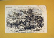 Vecchia stampa antica pony africani nani mucche bretoni pecore 1860 Sydenham XIX