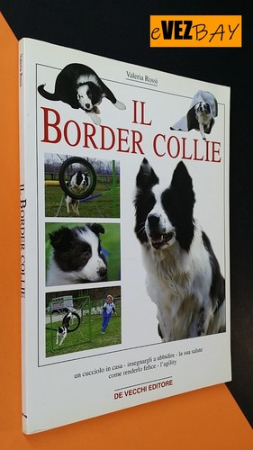 Border collie cani razza - border,