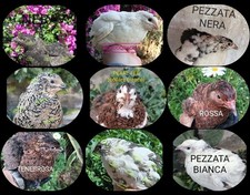 Uova Fertili DI Quaglia Jumbo