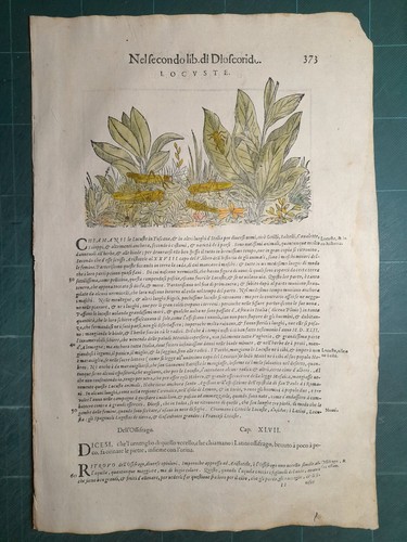 Mattioli matthioli erbario - mattioli,