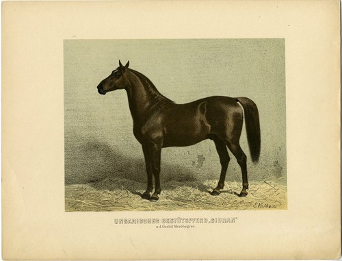 Rara stampa