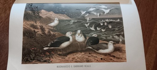 Brehm vita degli - la,