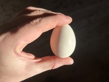 10 Uova Feconde Fertili di