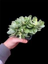 Pianta Crassula Money Marker