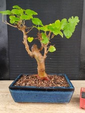 bonsai di gelso h 40 cm visita