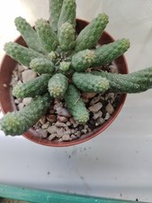 Euphorbia Inermis - Pianta Rara, Fiori Gialli -come Foto 