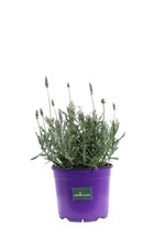 Pianta vera di Lavanda