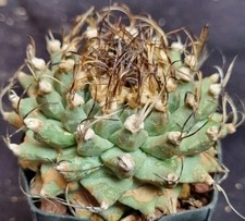 TURBINICARPUS ALONSOI from