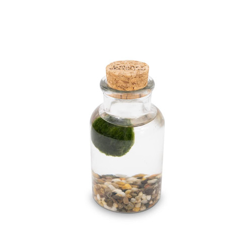 Marimo original bottiglia - original,