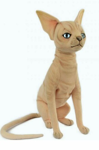 Hansa sphynx gatto - gatto, seduto