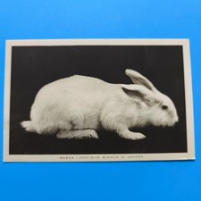 RAZZA CONIGLIO BIANCO DI