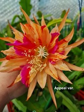 Epiphyllum cactus a foglia