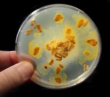 2 Pezzi Blob Fungo Muco Giallo, Physarum Polycephalum