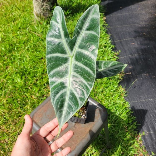 Alocasia longiloba lowii - alocasia,