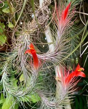 Tillandsia funckiana 15cm - 10-15cm, |
