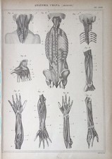 Stampa Antica Incisione fine