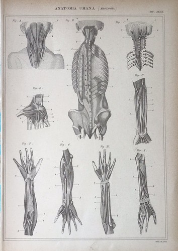 Stampa antica incisione fine - antica,
