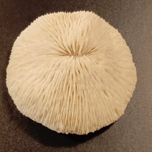 Corallo fungia - corallo,