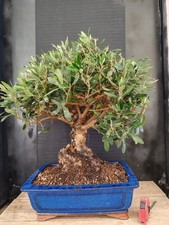 bonsai  olivo  h 65 cm visita
