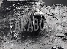 Foto vintage Cimice sulla corteccia di melo cotogno, stampa 24x18 cm