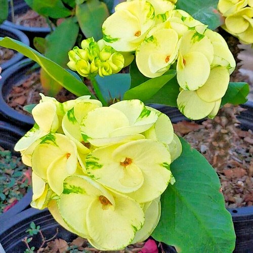 Corona spine pianta di - di,