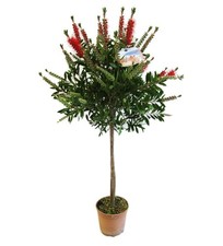 Pianta callistemon red - callistemon,