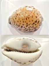 CYPREA TIGRIS YELLOW     RARE SHELL !!