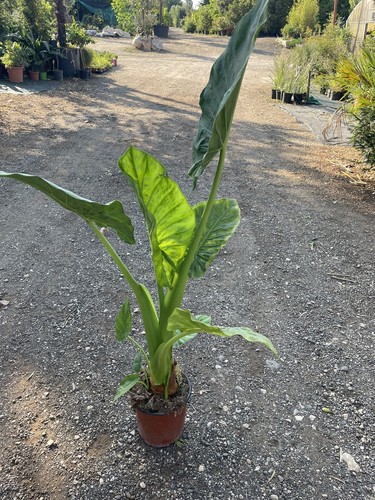 Alocasia orecchie di - 'orecchie,