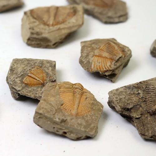 Pezzi trilobite - pezzi,