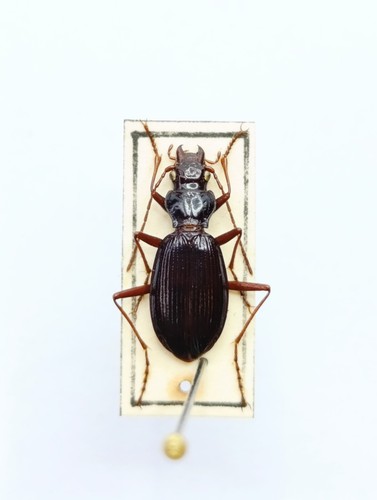 Entomology taxidermy - entomology,