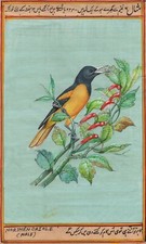 Quadro uccellino Oriole Baltimora settentrionale fatto a mano miniatura indiana arte natura