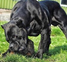 DOGO CANARIO CANE CORSO MOLOSSOIDE FOTO LOCANDINA POSTER ADESIVO MANIFESTO