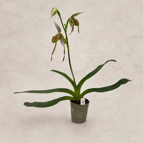 Orchidea rara paph album - orchidea,