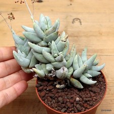 Crassula cornuta Vaso 7.5 cm