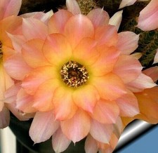 Semi di Cactus "Perla Di