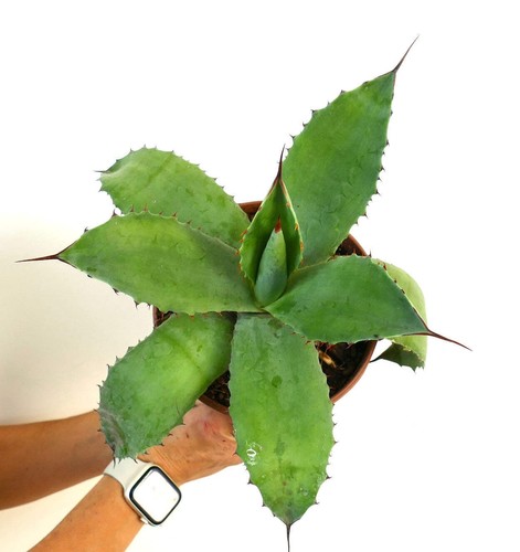 Agave celsii - celsii,