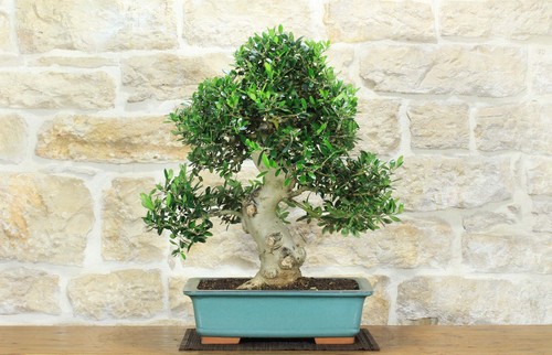 Bonsai olivo - bonsai, di