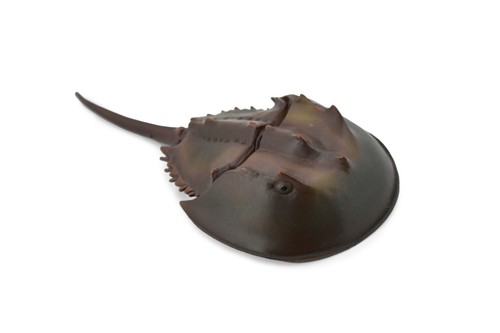 Granchio ferro cavallo - a,