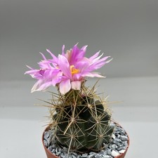Thelocactus bicolor bolansis - bicolor,
