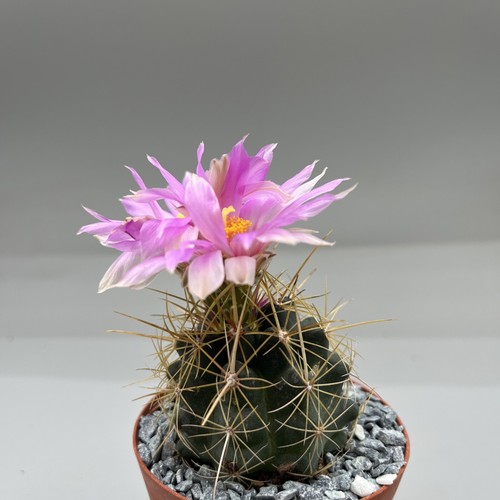 Thelocactus bicolor bolansis - thelocactus,